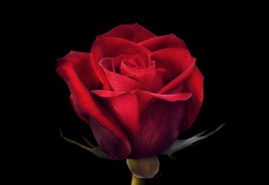 Why Red Roses Are Given On Valentine’s Day