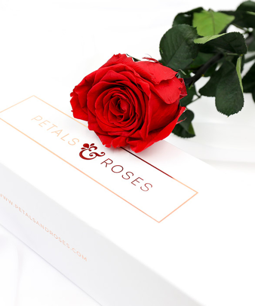 The Singular Rose